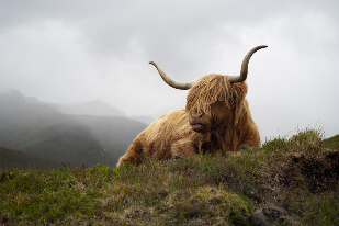 Highland cow on the Isle of Skye